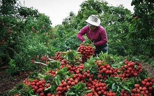 THỜI SỰ 6H SÁNG 12/05/2021: Bắc Giang lên phương án tiêu thụ vải thiều trong bối cảnh dịch COVID19 diễn biến phức tạp